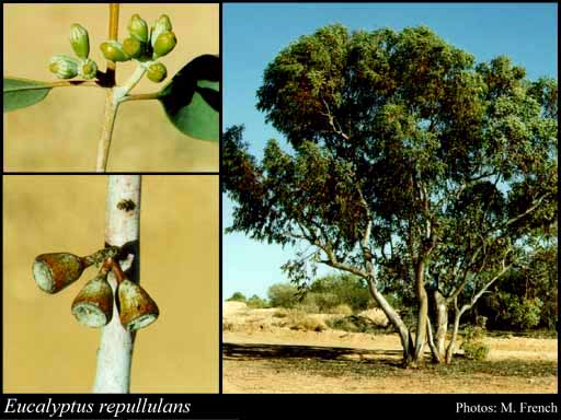 Photograph of Eucalyptus repullulans D.Nicolle