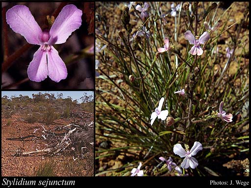 Photograph of Stylidium sejunctum Lowrie, Coates & Kenneally