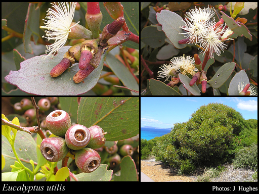 Photograph of Eucalyptus utilis Brooker & Hopper