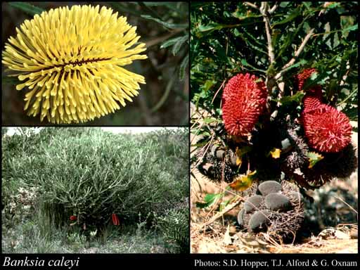 Photograph of Banksia caleyi R.Br.