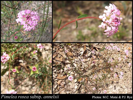 Photograph of Pimelea rosea subsp. annelsii Rye