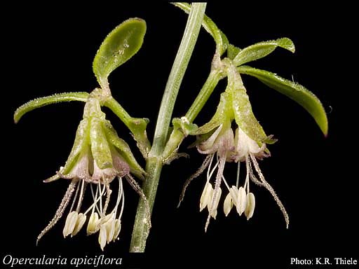 Photograph of Opercularia apiciflora Juss.