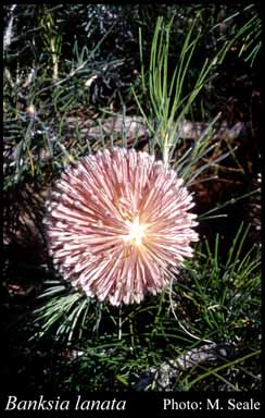 Photograph of Banksia lanata A.S.George