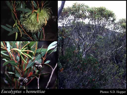 Photograph of Eucalyptus x bennettiae D.J.Carr & S.G.M.Carr