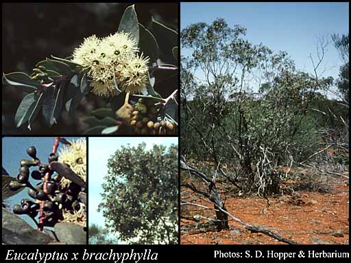 Photograph of Eucalyptus x brachyphylla C.A.Gardner