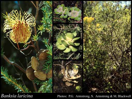 Photograph of Banksia laricina C.A.Gardner