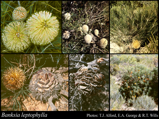 Photograph of Banksia leptophylla A.S.George