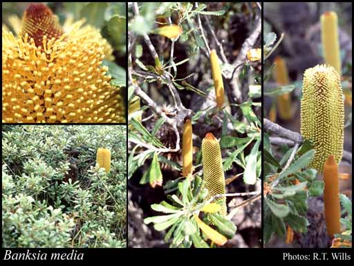 Photograph of Banksia media R.Br.