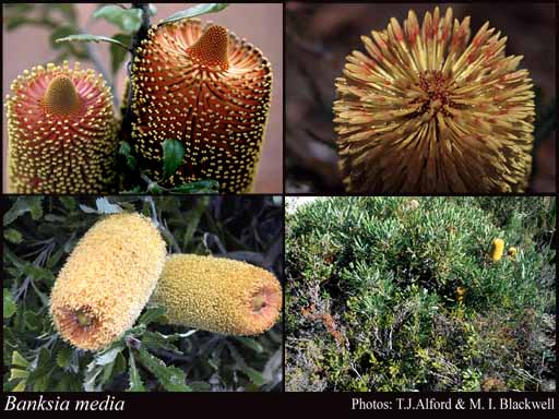 Photograph of Banksia media R.Br.