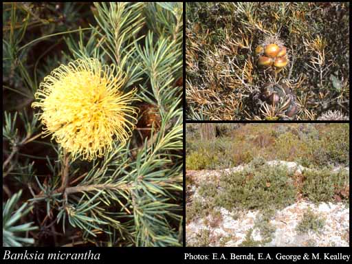 Photograph of Banksia micrantha A.S.George