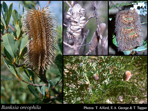 Photograph of Banksia oreophila A.S.George