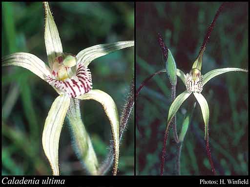 Photograph of Caladenia ultima Hopper & A.P.Br.
