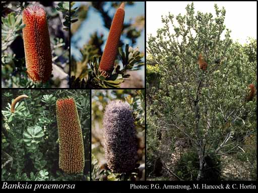 Photograph of Banksia praemorsa Andrews