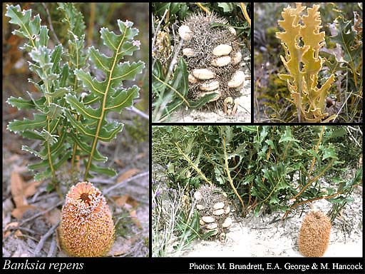 Photograph of Banksia repens Labill.