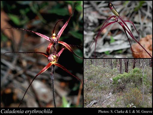 Photograph of Caladenia erythrochila Hopper & A.P.Br.