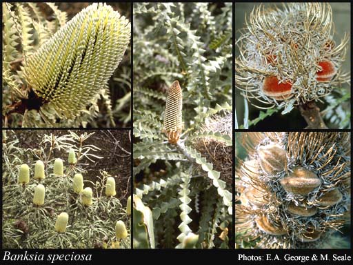 Photograph of Banksia speciosa R.Br.