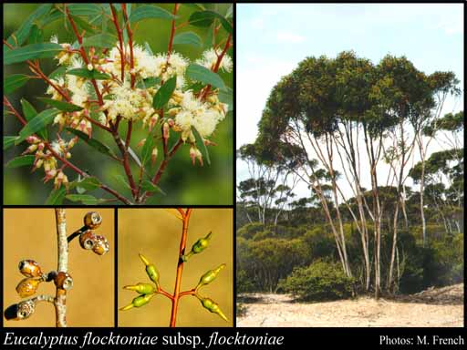 Photograph of Eucalyptus flocktoniae (Maiden) Maiden subsp. flocktoniae