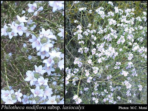 Photograph of Philotheca nodiflora subsp. lasiocalyx (Domin) Paul G.Wilson