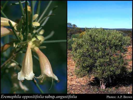 Photograph of Eremophila oppositifolia subsp. angustifolia (S.Moore) Chinnock