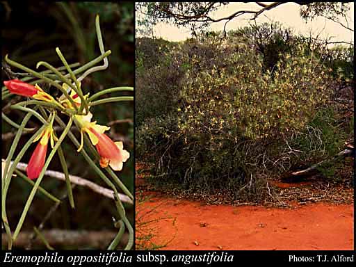 Photograph of Eremophila oppositifolia subsp. angustifolia (S.Moore) Chinnock