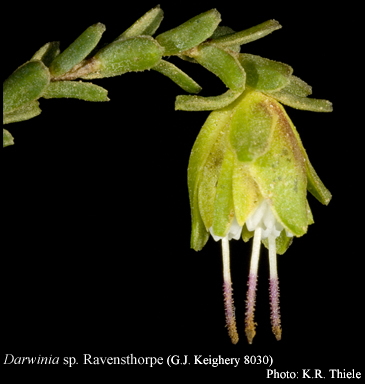 Photograph of Darwinia sp. Ravensthorpe (G.J. Keighery 8030)