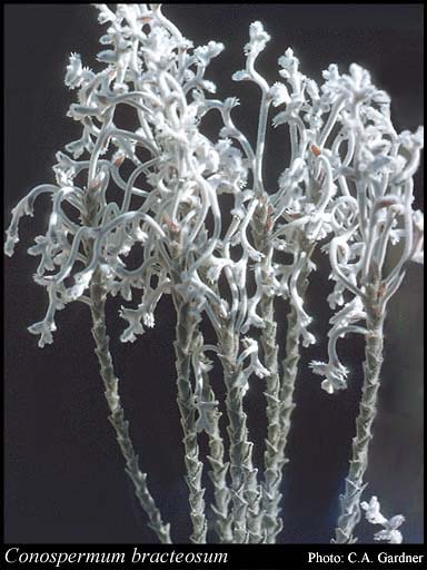 Photo of Conospermum bracteosum Meisn.