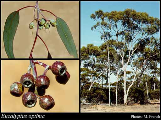 Photograph of Eucalyptus optima L.A.S.Johnson & K.D.Hill