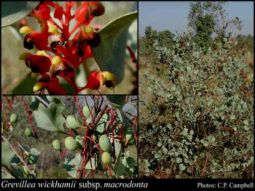 Photograph of Grevillea wickhamii subsp. macrodonta Makinson