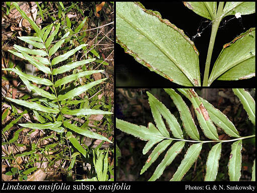 Photograph of Lindsaea ensifolia Sw. subsp. ensifolia