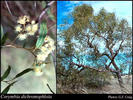 Photograph of Corymbia dichromophloia (F.Muell.) K.D.Hill & L.A.S.Johnson