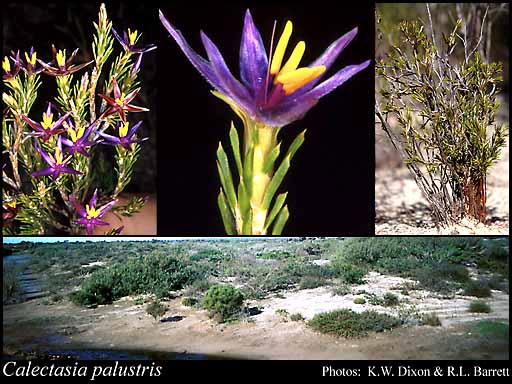 Photo of Calectasia palustris R.L.Barrett & K.W.Dixon