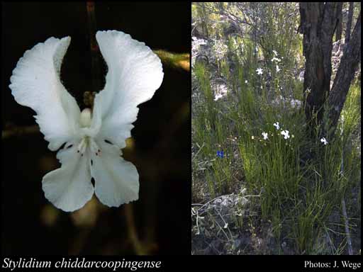 Photograph of Stylidium chiddarcoopingense Lowrie, Coates & Kenneally