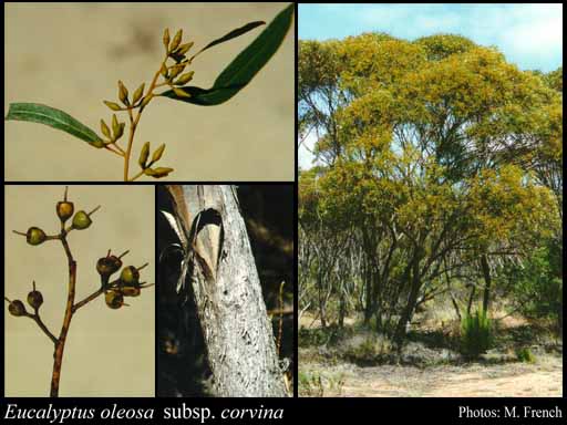 Photograph of Eucalyptus oleosa subsp. corvina L.A.S.Johnson & K.D.Hill