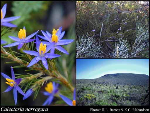 Photo of Calectasia narragara R.L.Barrett & K.W.Dixon