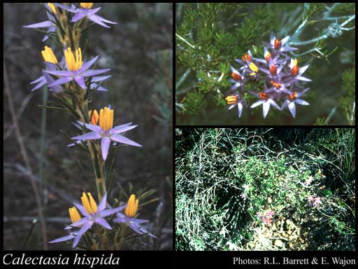 Photo of Calectasia hispida R.L.Barrett & K.W.Dixon