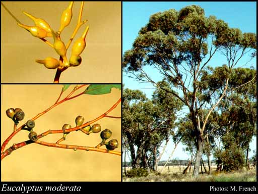 Photograph of Eucalyptus moderata L.A.S.Johnson & K.D.Hill
