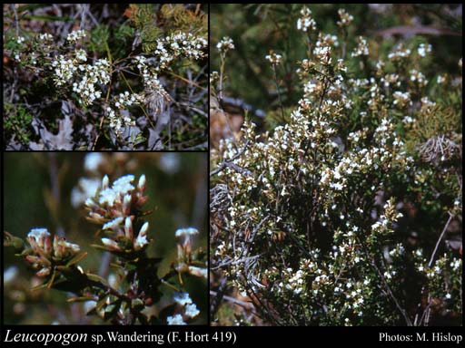 Photo of Leucopogon sp. Wandering (F. Hort 419)