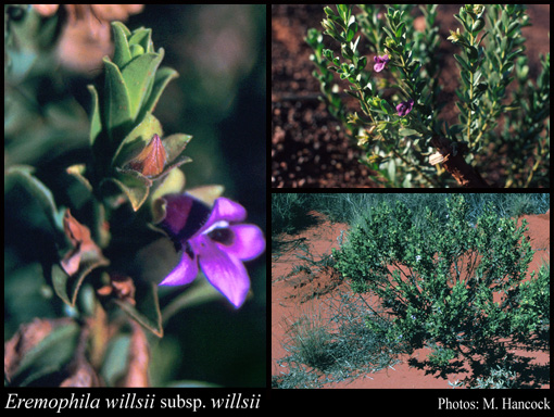 Photograph of Eremophila willsii F.Muell. subsp. willsii