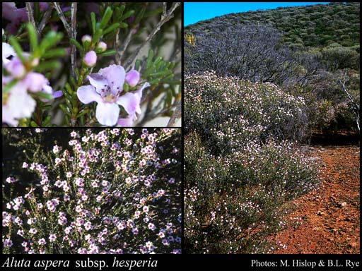 Photo of Aluta aspera subsp. hesperia Rye & Trudgen