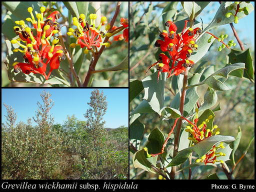 Photograph of Grevillea wickhamii subsp. hispidula Makinson