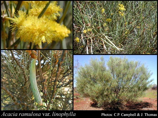 Photograph of Acacia ramulosa var. linophylla (W.Fitzg.) Pedley