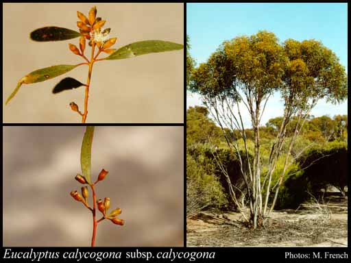 Photograph of Eucalyptus calycogona Turcz. subsp. calycogona