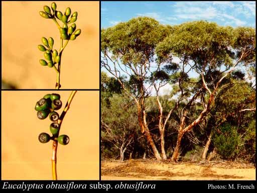 Photograph of Eucalyptus obtusiflora DC. subsp. obtusiflora