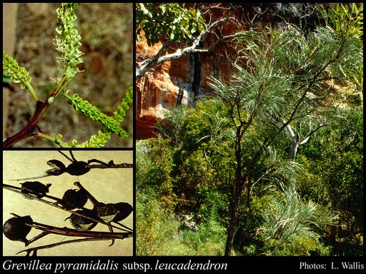 Photograph of Grevillea pyramidalis subsp. leucadendron (R.Br.) Makinson
