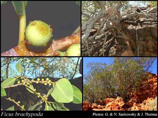 Photo of Ficus brachypoda (Miq.) Miq.