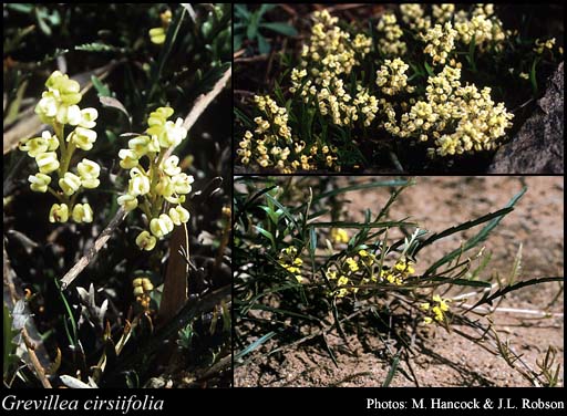 Photograph of Grevillea cirsiifolia Meisn.