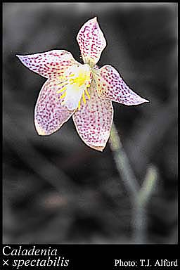 Photograph of Caladenia x spectabilis Hopper & A.P.Br.