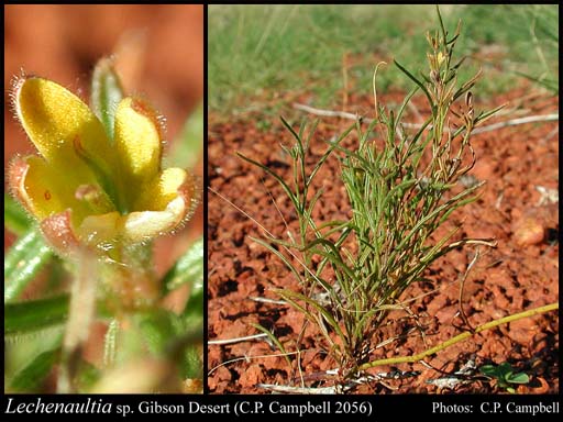 Photograph of Lechenaultia sp. Gibson Desert (C.P. Campbell 2056)