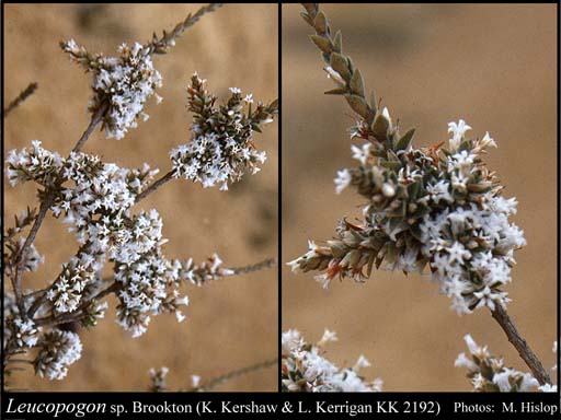 Photograph of Leucopogon sp. Brookton (K. Kershaw & L. Kerrigan KK 2192)