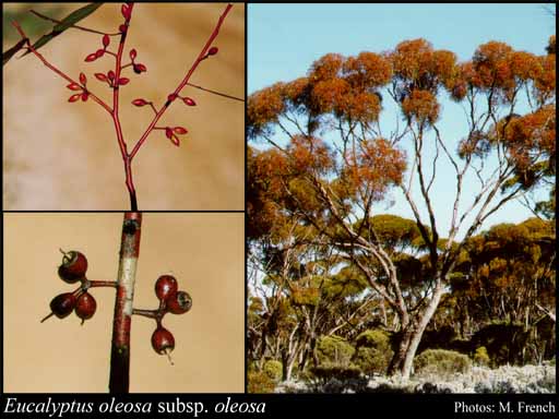 Photograph of Eucalyptus oleosa Miq. subsp. oleosa